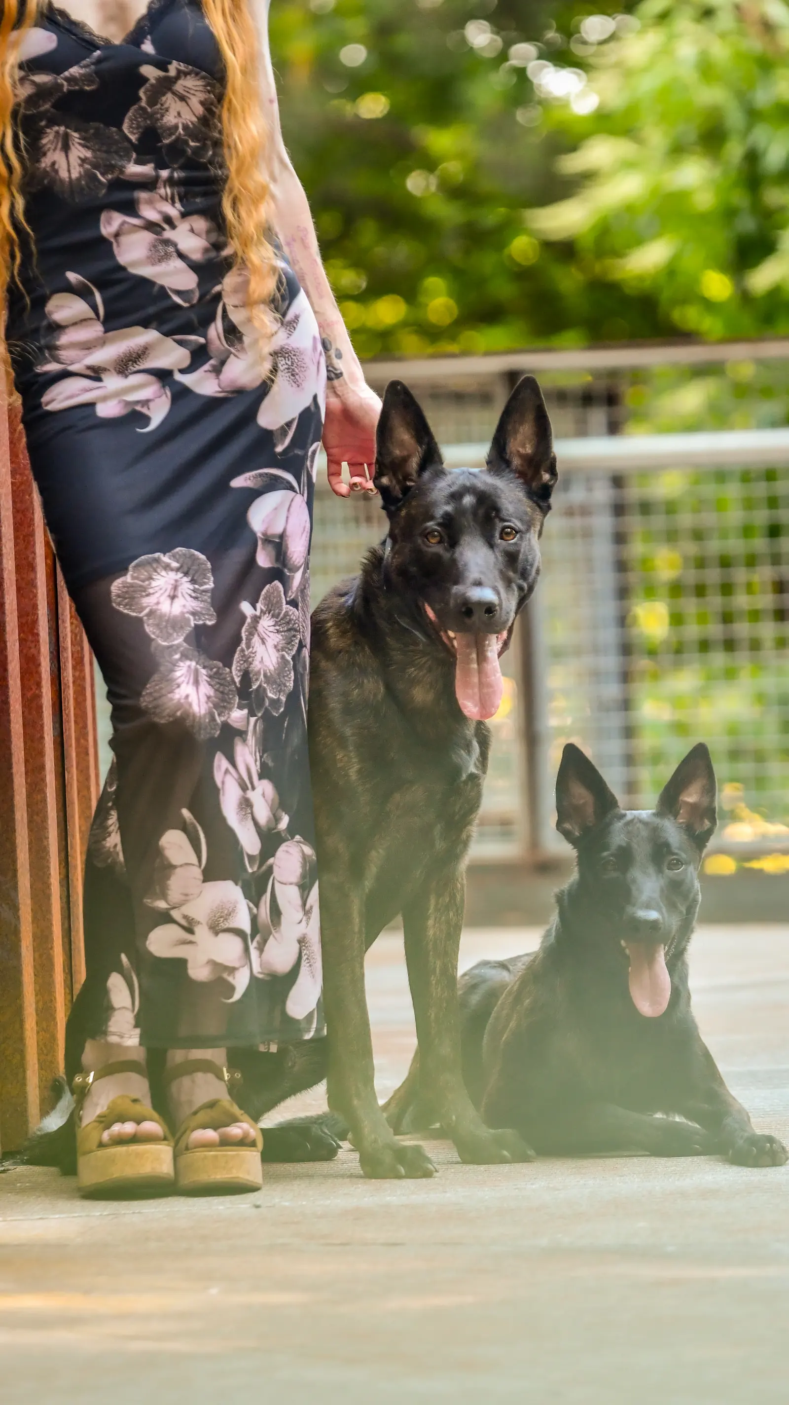 Pet sitting and in-home animal care 5